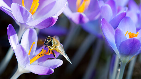 banner crocussen