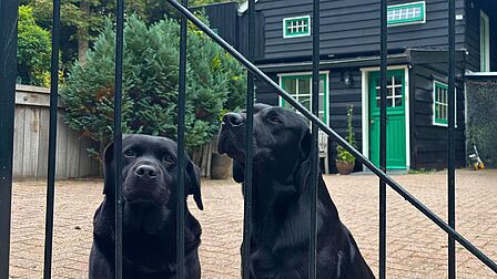de twee labradors van martin kijken door het hek naar buiten